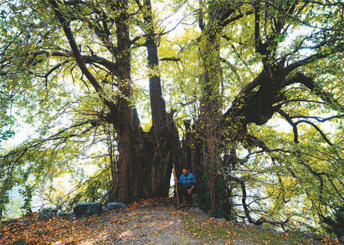 ���ȏ͉ѹŘ���ľ �T�^��1800�q���y��...