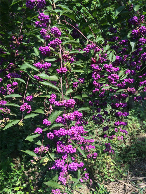 ���16�������o�ˡ��Ř䡱�������370...