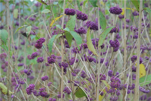 ȫ���G��ί�T���P���Mһ���ӏ��Ř���ľ���o...