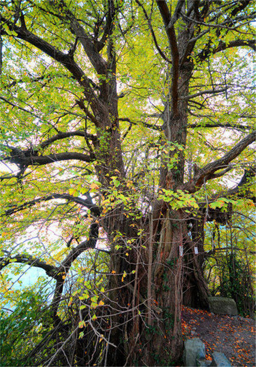 ��ľ�Ř���B(y��ng)�o