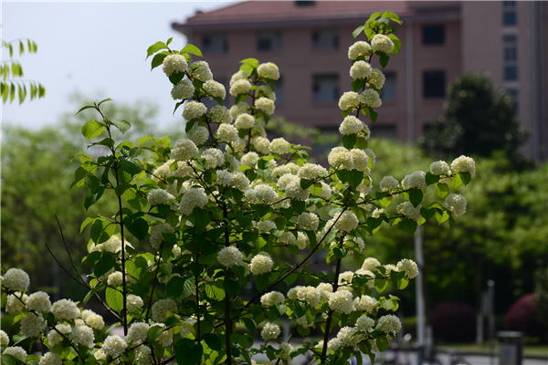 �Ř���ľ˥��ԭ��͏�(f��)�Ѽ��g(sh��)