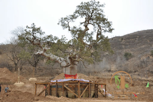 �Ř���ľ�������o